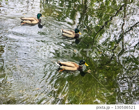 Ducks Swimming Peacefully on the Water Ducks Swimming Peacefully on the Water 130586521