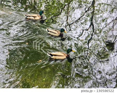 Ducks Swimming Peacefully on the Water 130586522