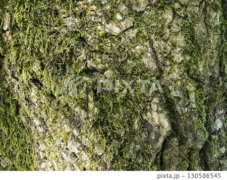 Tree Bark Texture in Natural Light Tree Bark Texture in Natural Light 130586545