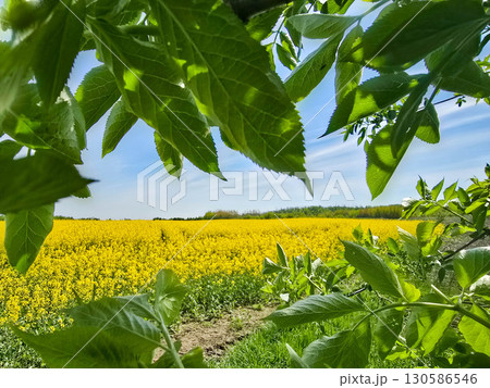 View of a Blooming Rapeseed Field 130586546