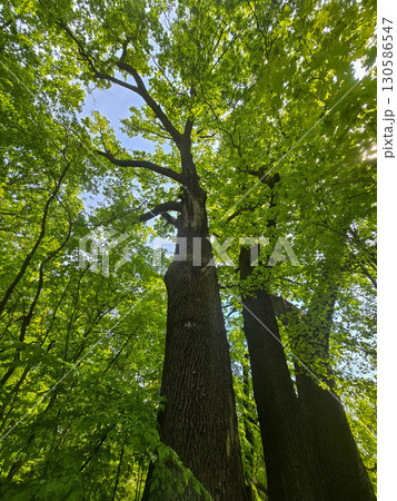 Tree Bark Texture in Natural Light Tree Bark Texture in Natural Light 130586547