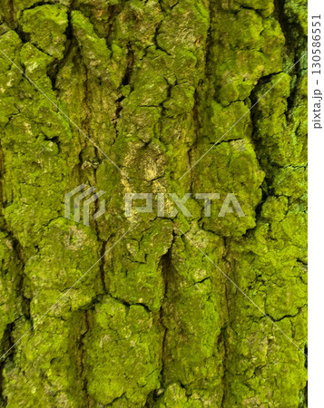 Tree Bark Texture in Natural Light Tree Bark Texture in Natural Light 130586551