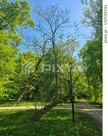 Scenic View of a City Park in Spring 130586592