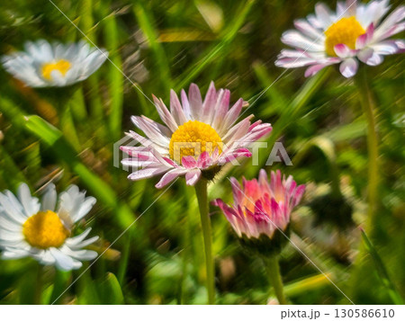 Spring Wildflowers in Bloom blooming field Spring Wildflowers in Bloom blooming field 130586610