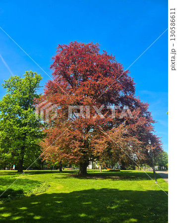Spring Blooming Trees in Sunny Park 130586611