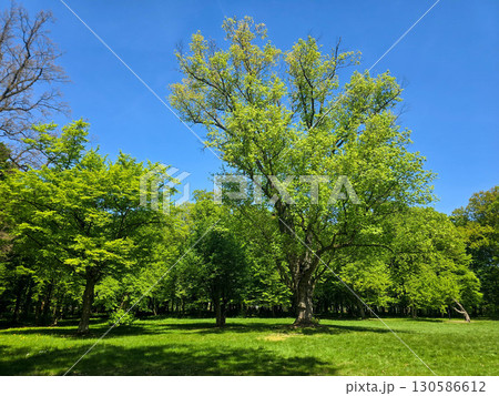 Scenic View of a City Park in Spring Scenic View of a City Park in Spring 130586612