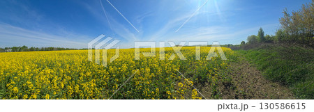View of a Blooming Rapeseed Field View of a Blooming Rapeseed Field 130586615