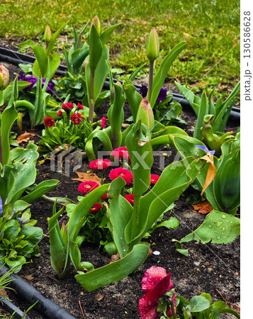 Beautiful Blooming Flowers in Garden Bed Beautiful Blooming Flowers in Garden Bed 130586628