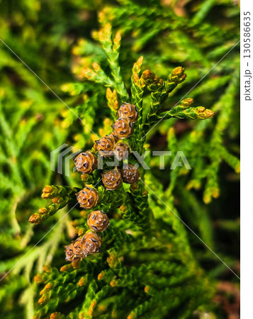 Green Thuja Tree Close Up 130586635
