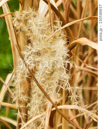 Golden Reed with Feathery Spikelets Against Sunset Natural Rustic Background 130586657