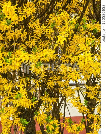 Bright Yellow Forsythia Flowers on Solid Yellow Background Spring Floral Pattern 130586658