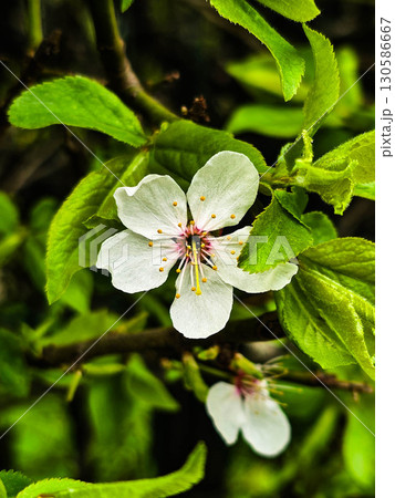Fresh Spring Flowers on Green Background Floral Nature Concept 130586667