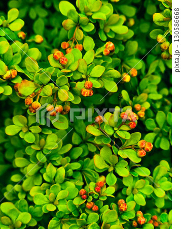 Green Foliage Natural Background Green Nature Backgrounds 130586668