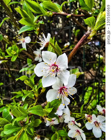 Fresh Spring Flowers on Green Background Floral Nature Concept 130586669