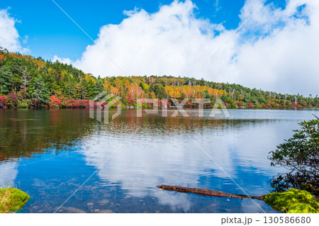 秋の白駒池 130586680