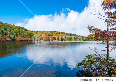 秋の白駒池 130586683