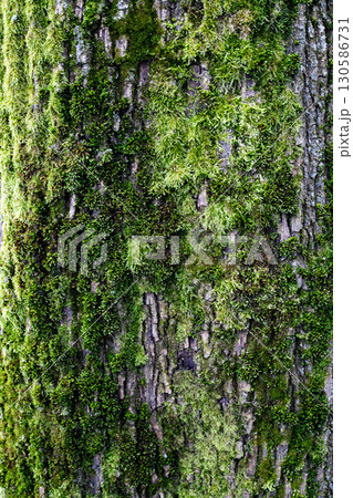 Green Moss on Tree Bark in Forest Close Up Nature Texture 130586731