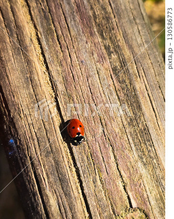 Macro of Red Ladybug on Green Leaf, Close Up Nature Detail 130586773