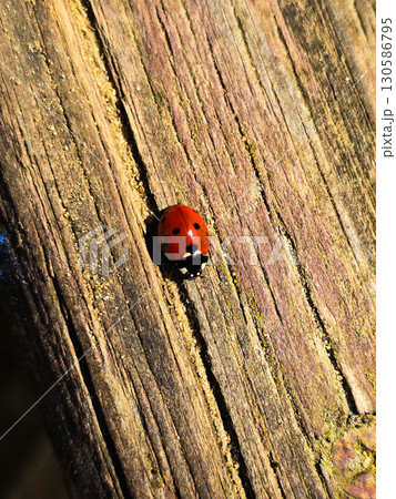 Macro of Red Ladybug on Green Leaf, Close Up Nature Detail 130586795