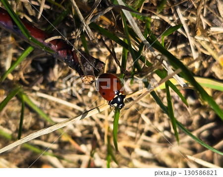 Macro of Red Ladybug on Green Leaf, Close Up Nature Detail 130586821