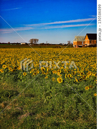 Sunflower Field Under Blue Sky, Summer Golden Landscape 130586899