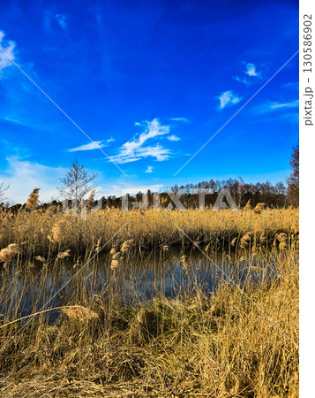 Tranquil Lake Landscape with Golden Reeds and Deep Blue Sky 130586902