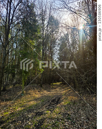 Forest Path in Early Spring with Bare Trees and Blue Sky Forest Path in Early Spring with Bare Trees and Blue Sky 130586906