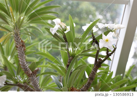 パキポディウム・ラメレイの花 パキポディウム・ラメレイの花 130586913