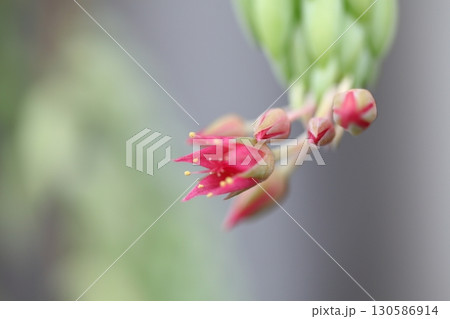 玉つづり・多肉植物の花と蕾 130586914