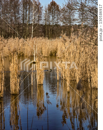 Tranquil Lake Landscape with Golden Reeds and Deep Blue Sky Tranquil Lake Landscape with Golden Reeds and Deep Blue Sky 130586917