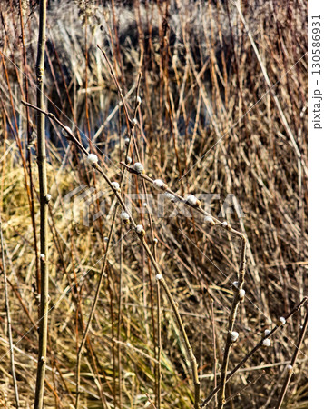 Textured Tree Bark with Moss in Park, Macro Nature Close Up 130586931