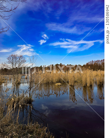 Tranquil Lake Landscape with Golden Reeds and Deep Blue Sky 130586942