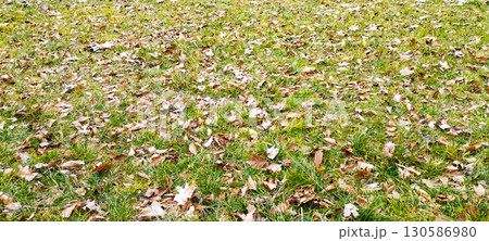 Textured Tree Bark with Moss in Park, Macro Nature Close Up 130586980