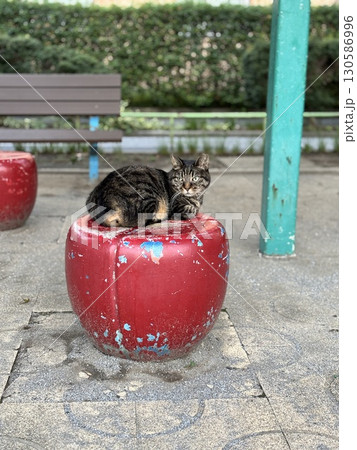 公園の赤いベンチでくつろぐキジトラ猫01 公園の赤いベンチでくつろぐキジトラ猫01 130586996
