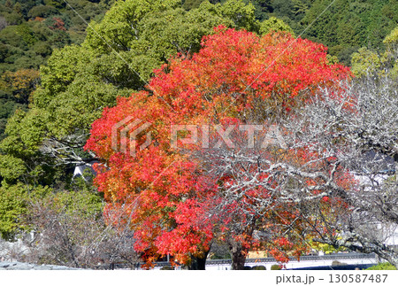 秋の観光、岩国市吉香公園の秋を彩るカイノキの紅葉の写真 130587487