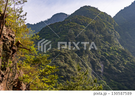 新緑が映える山　世界自然遺産屋久島 130587589