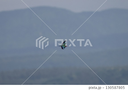 飛翔するブッポウソウ 130587805