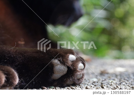 まどろむ黒猫の肉球に癒されて まどろむ黒猫の肉球に癒されて 130588197