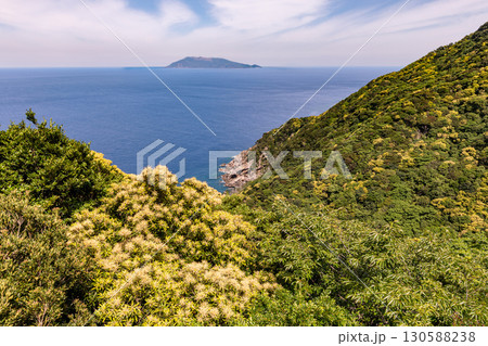 新緑と海　西部林道地域　世界自然遺産屋久島 130588238