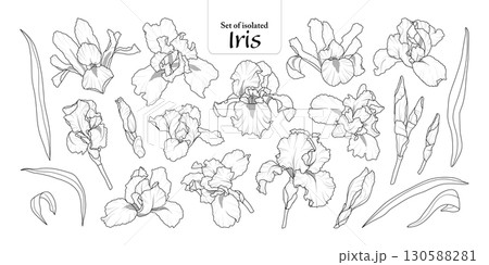 Iris flower set isolated on transparent background, Botanical illustration in black outline and white plain, hand-drawn style. Iris flower set isolated on transparent background, Botanical illustration in black outline and white plain, hand-drawn style. 130588281