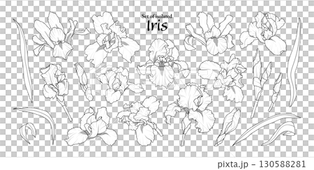 Iris flower set isolated on transparent background, Botanical illustration in black outline and white plain, hand-drawn style. Iris flower set isolated on transparent background, Botanical illustration in black outline and white plain, hand-drawn style. 130588281