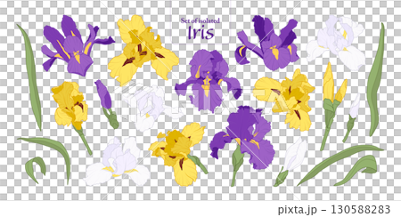 Iris flower set isolated on transparent background, Botanical illustration in vivid purple, yellow and white colors, hand-drawn style. Iris flower set isolated on transparent background, Botanical illustration in vivid purple, yellow and white colors, hand-drawn style. 130588283