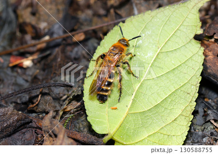 若葉の上で休憩する美しい黄金色の毛に覆われるキンケハラナガツチバチ成虫（自然環境下マクロ撮影） 130588755