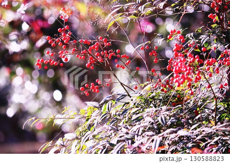 輝く背景と南天の赤い実 130588823