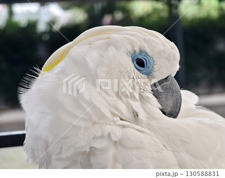 The majestic white cockatoo with its unique blue eye feature 130588831