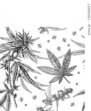 detailed black and white sketch of cannabis plants and leaves with small insects and plant seeds detailed black and white sketch of cannabis plants and leaves with small insects and plant seeds 130588957