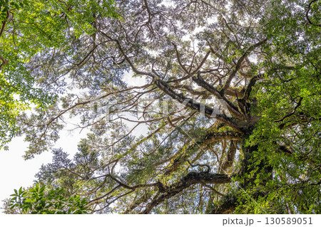 静寂の森 屋久島国立公園(夏 静寂の森 屋久島国立公園(夏 130589051