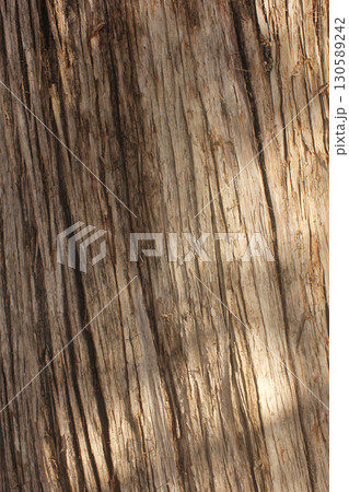 Close up of Tree Bark of Old Tree in Cemetery Close up of Tree Bark of Old Tree in Cemetery 130589242