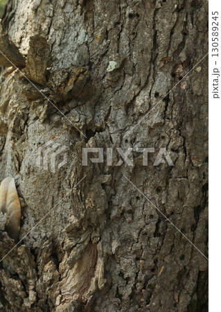 Tree Bark With Insect Damage on Old Tree in Historic Cemetery, Rural East TX 130589245