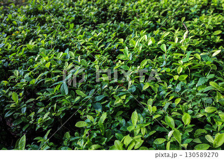 Lush Green Plant Foliage in Sunlight at Natural Outdoor Environment Lush Green Plant Foliage in Sunlight at Natural Outdoor Environment 130589270